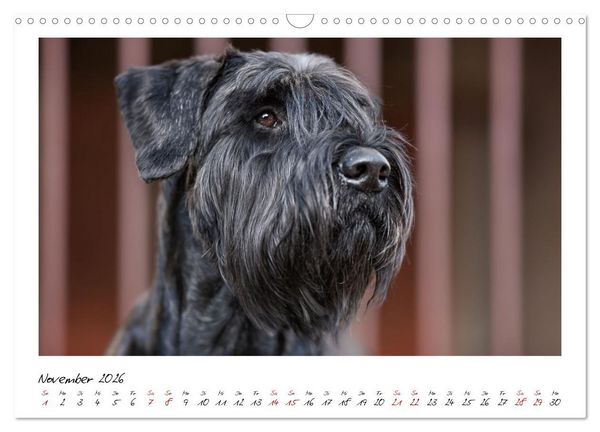 Produktbild: Mit dem Riesenschnauzer durch das Jahr (Wandkalender 2026 DIN A3 quer), CALVENDO Monatskalender