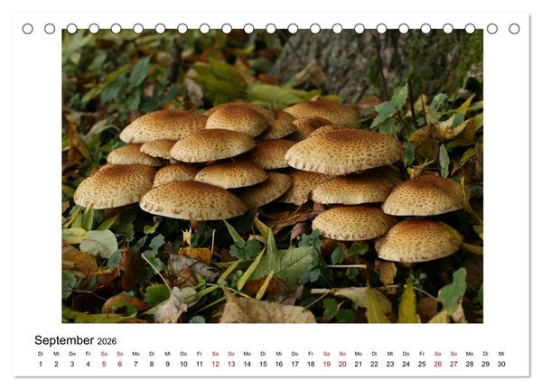 Produktbild: Nymphenburger Park (Tischkalender 2026 DIN A5 quer), CALVENDO Monatskalender
