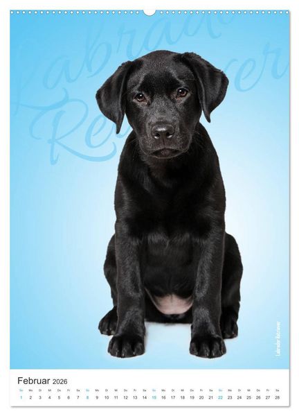 Produktbild: Kunterbunte Hundewelpen (Wandkalender 2026 DIN A2 hoch), CALVENDO Monatskalender