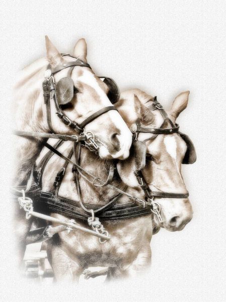 Produktbild: CALVENDO Puzzle Equestrian Kunst | 1000 Teile Lege-Gr&ouml;&szlig;e 64x48cm Foto-Puzzle f&uuml;r gl&uuml;ckliche Stunden