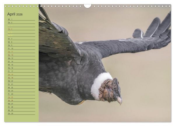 Produktbild: Wildlife S&uuml;damerika (Wandkalender 2026 DIN A3 quer), CALVENDO Monatskalender
