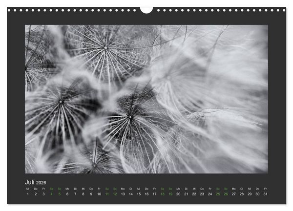 Produktbild: Pflanzen in Schwarz und Wei&szlig; (Wandkalender 2026 DIN A3 quer), CALVENDO Monatskalender