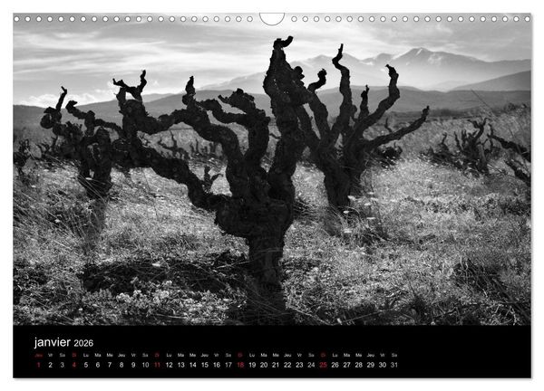 Produktbild: VIGNES DU SUD terroirs d'AOC (Calendrier mural 2026 DIN A3 vertical), CALVENDO calendrier mensuel