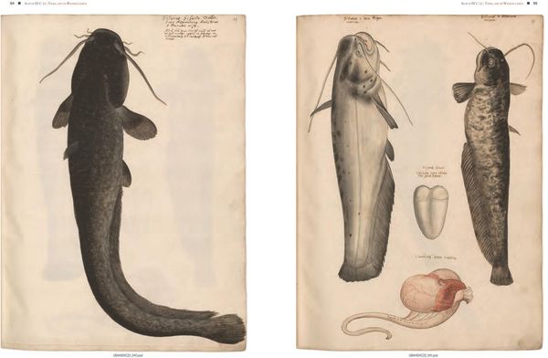 Produktbild: Conrad Gessners Thierbuch