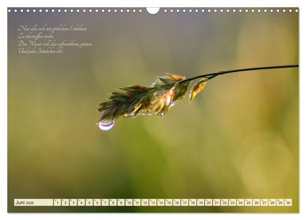 Produktbild: Sommergr&auml;ser (Wandkalender 2026 DIN A3 quer), CALVENDO Monatskalender