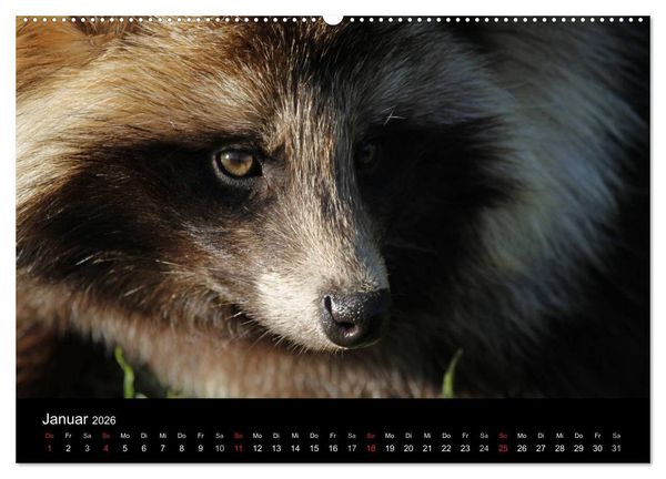 Produktbild: Marderhunde (hochwertiger Premium Wandkalender 2026 DIN A2 quer), Kunstdruck in Hochglanz