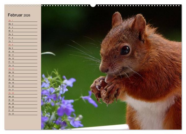 Produktbild: Eichh&ouml;rnchen. Wo sind blo&szlig; die N&uuml;sse? (hochwertiger Premium Wandkalender 2026 DIN A2 quer), Kunstdruck in Hochglanz