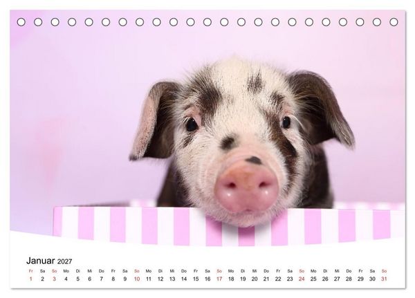Produktbild: Niedliche Ferkel lovely piglets (Tischkalender 2027 DIN A5 quer), CALVENDO Monatskalender