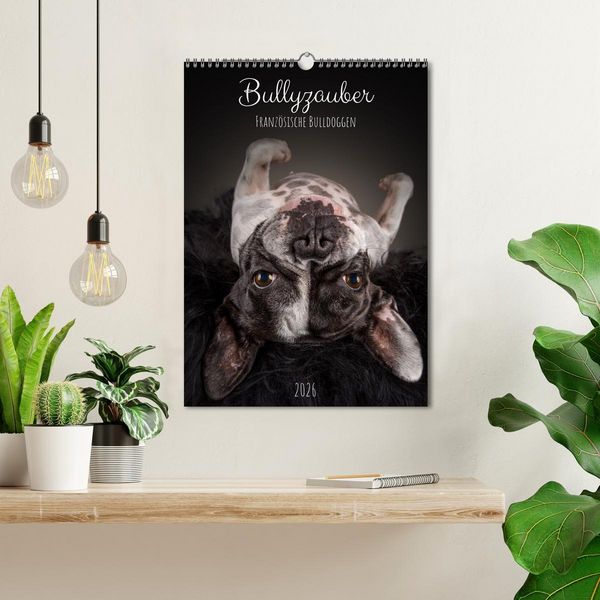Produktbild: Bullyzauber - Franz&ouml;sische Bulldoggen (Wandkalender 2026 DIN A3 hoch), CALVENDO Monatskalender