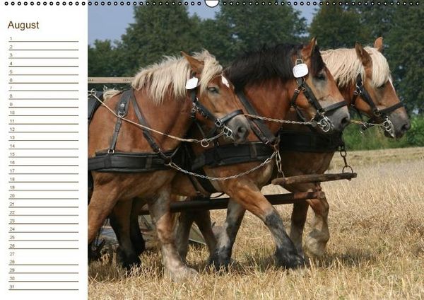 Produktbild: Pferde / Geburtstagskalender / AT-Version (Wandkalender immerw&auml;hrend DIN A2 quer)