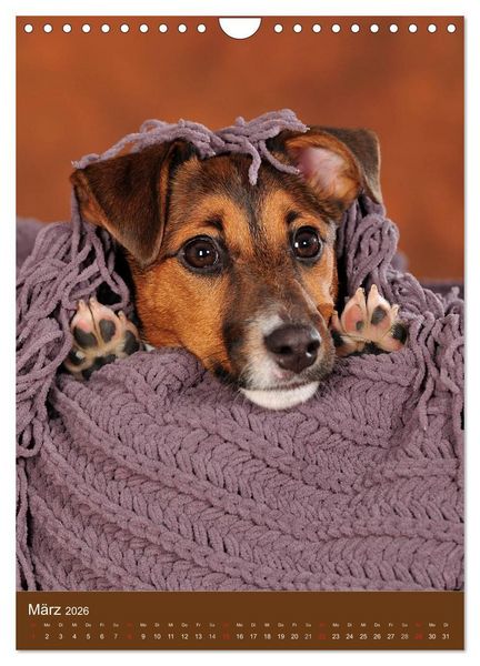 Produktbild: Jack Russell Terrier (Wandkalender 2026 DIN A4 hoch), CALVENDO Monatskalender