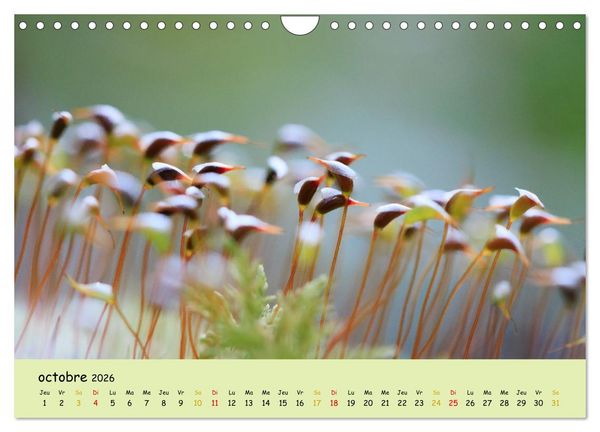 Produktbild: Le monde majestueux des mousses (Calendrier mural 2026 DIN A4 vertical), CALVENDO calendrier mensuel