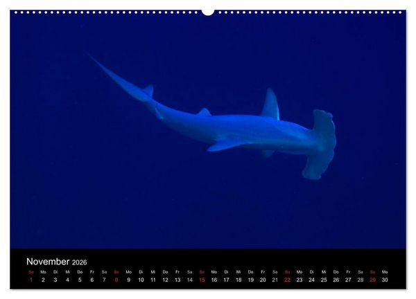 Produktbild: Magische Unterwasserwelten (Wandkalender 2026 DIN A2 quer), CALVENDO Monatskalender