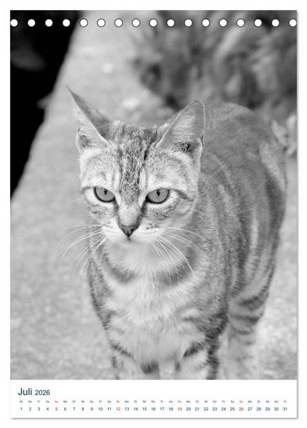 Produktbild: Wilde Katzen - Korsikas Samtpfoten (Tischkalender 2026 DIN A5 hoch), CALVENDO Monatskalender