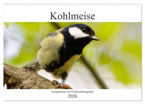 Produktbild: Kohlmeise - Fotografiert von Ostfriesenfotografie (Wandkalender 2026 DIN A2 quer), CALVENDO Monatskalender