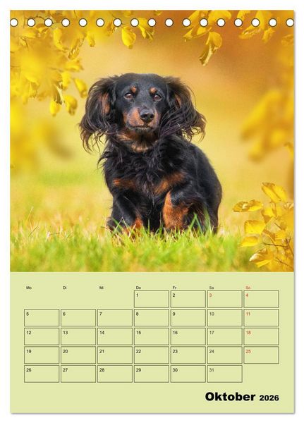 Produktbild: Dackeltr&auml;ume - Ein Familienplaner f&uuml;r das Jahr (Tischkalender 2026 DIN A5 hoch), CALVENDO Monatskalender