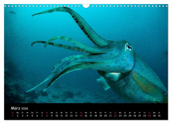 Produktbild: Die Welt unter Wasser (Wandkalender 2026 DIN A3 quer), CALVENDO Monatskalender