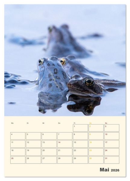 Produktbild: Moorfrosch Geheimnisse &ndash; Farben, Flirts & Froschkonzerte - Tanja Riedel (Tischkalender 2026 DIN A5 hoch), CALVENDO Monatskalender