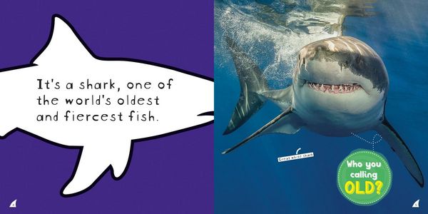 Produktbild: So Cool! Sharks