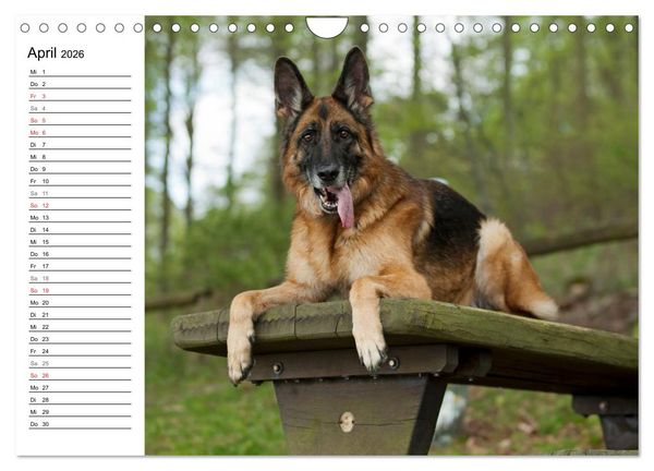 Produktbild: Deutsche Sch&auml;ferhunde - Senioren auf vier Pfoten (Wandkalender 2026 DIN A4 quer), CALVENDO Monatskalender