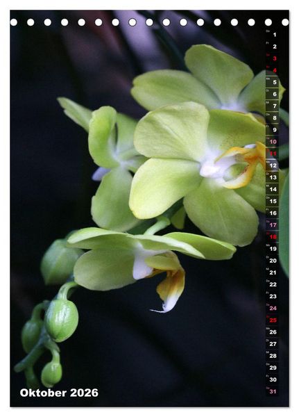 Produktbild: Phalaenopsis - Sch&ouml;ne Schmetterlingsorchideen (Tischkalender 2026 DIN A5 hoch), CALVENDO Monatskalender