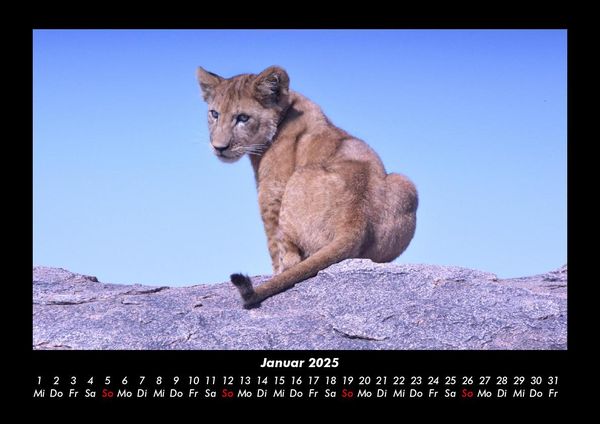 Produktbild: L&ouml;wen in der Wildnis 2025 Fotokalender DIN A3