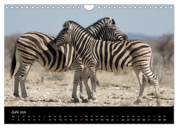 Produktbild: Zebras - Faszination der Streifen (Wandkalender 2026 DIN A4 quer), CALVENDO Monatskalender
