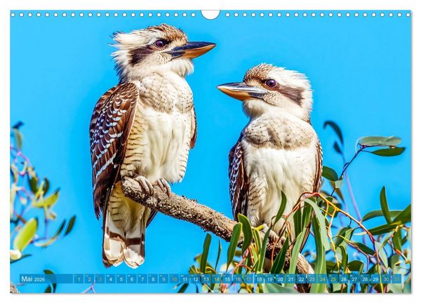 Produktbild: Der Kookaburra - Im australischen Busch mit dem lachenden Hans (Wandkalender 2026 DIN A3 quer), CALVENDO Monatskalender