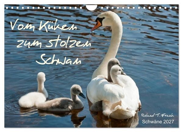 Produktbild: Vom K&uuml;ken zum stolzen Schwan (Wandkalender 2027 DIN A4 quer), CALVENDO Monatskalender