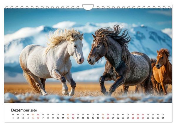 Produktbild: Islandpferde - Freiheit im Blick (Wandkalender 2026 DIN A4 quer), CALVENDO Monatskalender