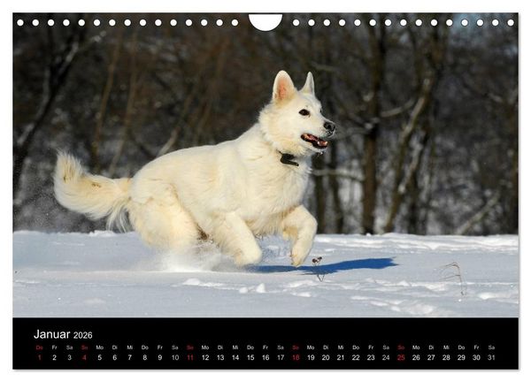 Produktbild: Wei&szlig;er Schweizer Sch&auml;ferhund (Wandkalender 2026 DIN A4 quer), CALVENDO Monatskalender