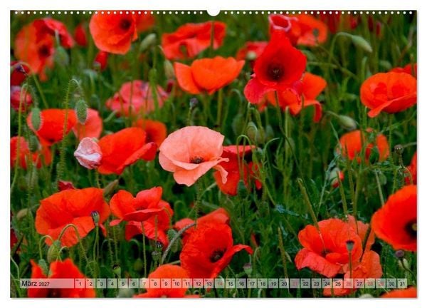 Produktbild: Voll Mohn (hochwertiger Premium Wandkalender 2027 DIN A2 quer), Kunstdruck in Hochglanz