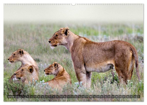 Produktbild: Namibia - Die Tierwelt (Wandkalender 2026 DIN A2 quer), CALVENDO Monatskalender