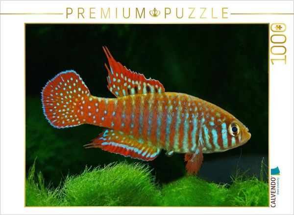 CALVENDO Puzzle Simpsonichthys zonatus BRASILIEN | 1000 Teile Lege-Größe 64x48cm Foto-Puzzle für glückliche Stunden