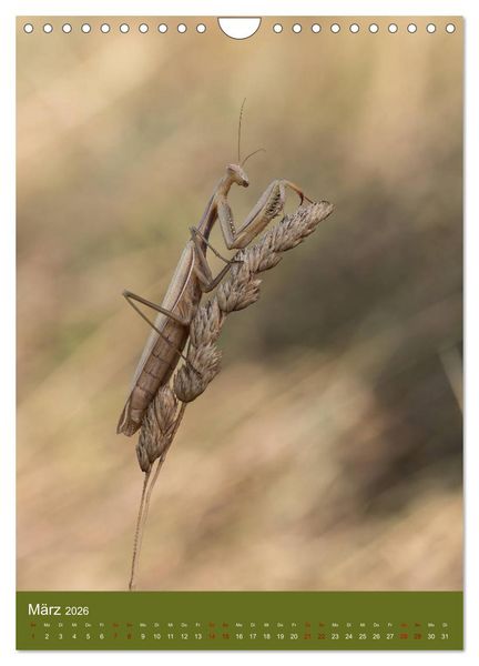 Produktbild: Die Gottesanbeterin. R&auml;uber der Insektenwelt. (Wandkalender 2026 DIN A4 hoch), CALVENDO Monatskalender