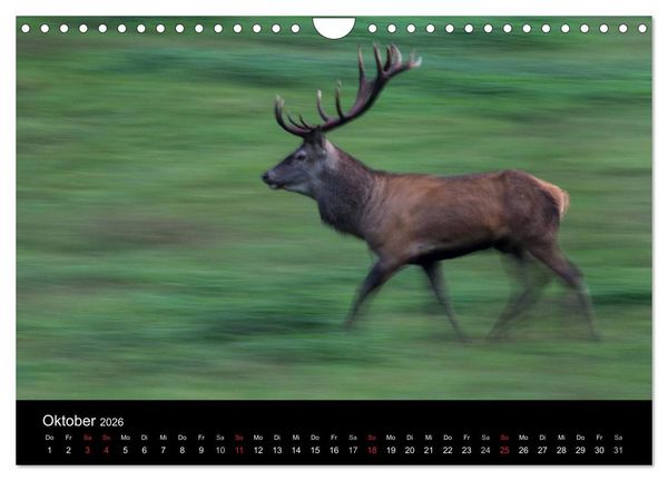 Produktbild: Der Rothirsch, K&ouml;nig der W&auml;lder (Wandkalender 2026 DIN A4 quer), CALVENDO Monatskalender