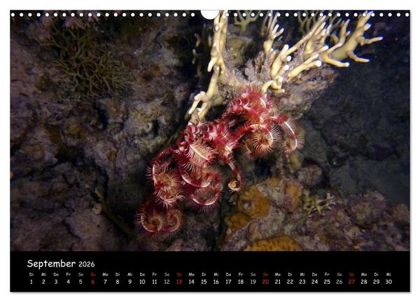 Produktbild: Rotes Meer - Unterwasserimpressionen (Wandkalender 2026 DIN A3 quer), CALVENDO Monatskalender