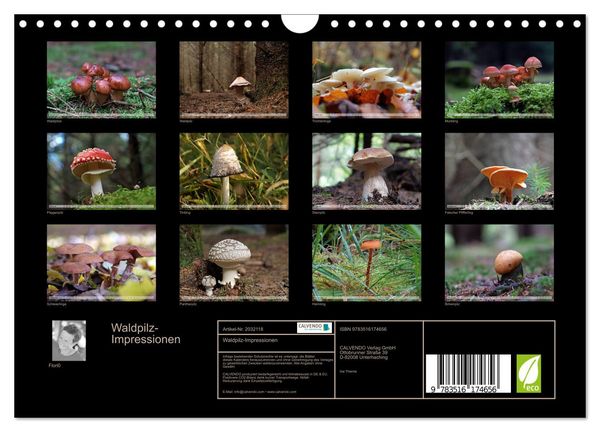 Produktbild: Waldpilz-Impressionen (Wandkalender 2026 DIN A4 quer), CALVENDO Monatskalender