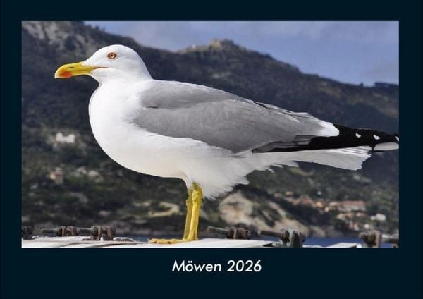 Möwen 2026 Fotokalender DIN A4
