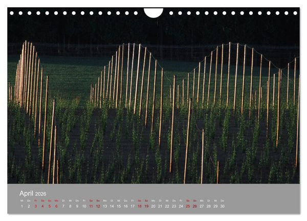 Produktbild: Hallertau (Wandkalender 2026 DIN A4 quer), CALVENDO Monatskalender