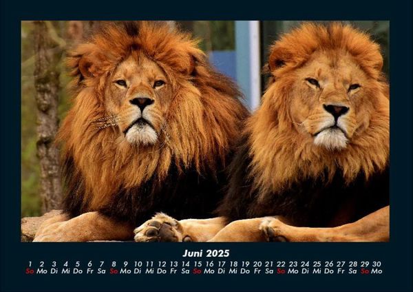 Produktbild: L&ouml;wen in der Wildnis 2025 Fotokalender DIN A4