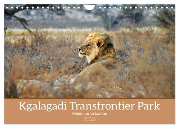 Kgalagadi - Fauna und Wildtiere in der Kalahari (Wandkalender 2026 DIN A4 quer), CALVENDO Monatskalender