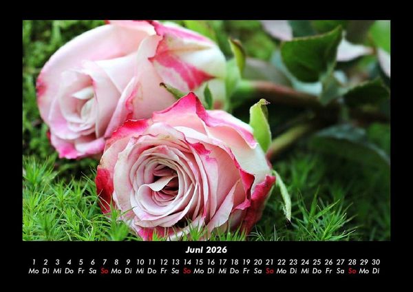 Produktbild: Rosen-Kalender 2026 Fotokalender DIN A3