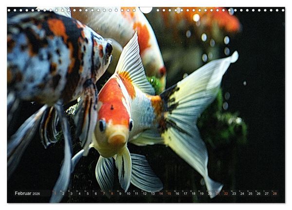 Produktbild: Goldfischportraits (Wandkalender 2026 DIN A3 quer), CALVENDO Monatskalender