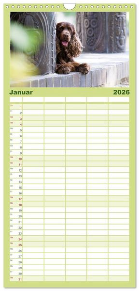 Produktbild: Familienplaner 2026 - English Cocker Spaniels - Ein Spaziergang im Park mit 5 Spalten (Wandkalender, 21 x 45 cm) CALVENDO