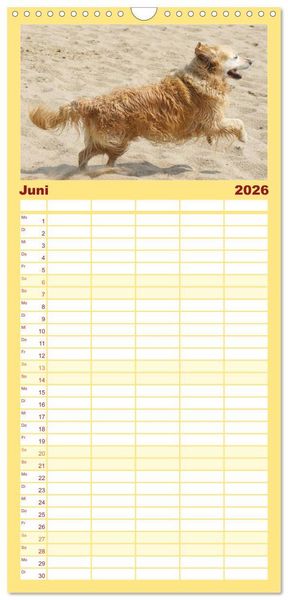 Produktbild: Familienplaner 2026 - Golden Retriever Power mit 5 Spalten (Wandkalender, 21 x 45 cm) CALVENDO