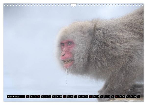 Produktbild: Schneeaffen im Jigokudani Nationalpark (Wandkalender 2026 DIN A3 quer), CALVENDO Monatskalender