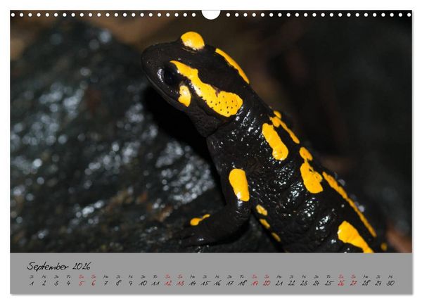 Produktbild: Feuersalamander - Liebenswerte Heimlichtuer (Wandkalender 2026 DIN A3 quer), CALVENDO Monatskalender