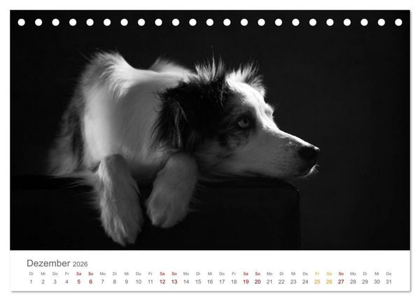 Produktbild: Hundeportraits Fine Art (Tischkalender 2026 DIN A5 quer), CALVENDO Monatskalender