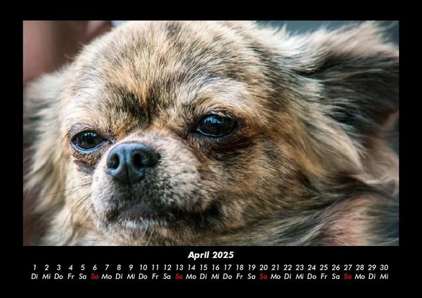Produktbild: Hundezauber 2025 Fotokalender DIN A3